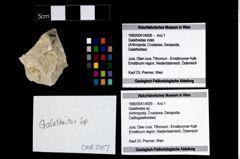Foto (Objekt + Etikett) von Galatheites sp.  (NHMW-GEO-1990-0041-4009)